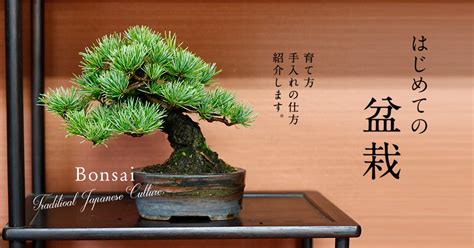 盆栽|初めての盆栽でも大丈夫。育て方や手入れ術を紹介 Bonsai